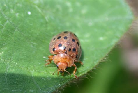 The mexican bean beetle is the biggest of the notorious insect pests of beans in the eastern regions of the united states towards the southwest regions. Who Let the Bugs Out? | Purdue | entomology | insect ...