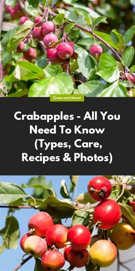 Crabapple Trees Buying And Growing Guide