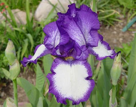Tall Bearded Iris Iris Stepping Out In The Irises Database