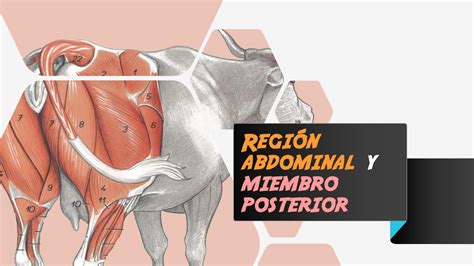Anatomia Region Abdominal Y Miembro Posterior De Bovinos Región