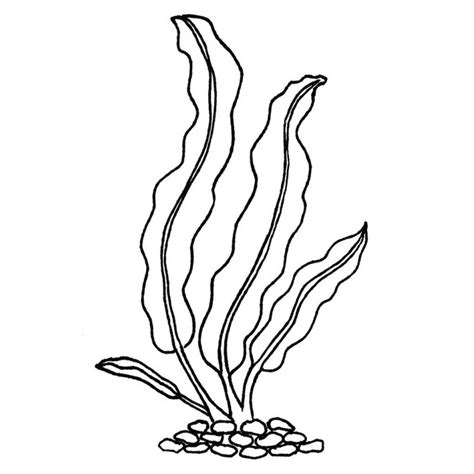 Kelp Drawing At Getdrawings Free Download