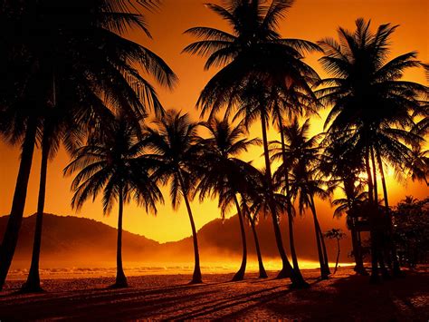 Palm Trees Beach Wallpaper Nature Landscape Tropical Beach Sunset Palm Trees