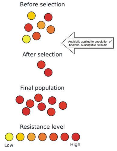 77 Bacteria And Humans Biology Libretexts