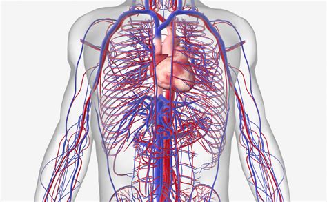15 Circulatory System Diseases Symptoms And Risk Factors