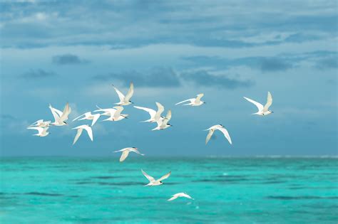 1000 Beautiful Birds Flying Photos · Pexels · Free Stock Photos