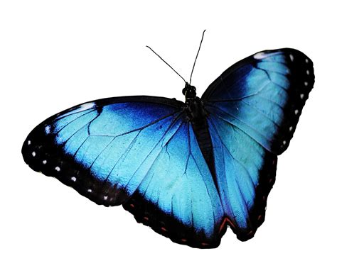 Butterfly Png Images Transparent Free Download