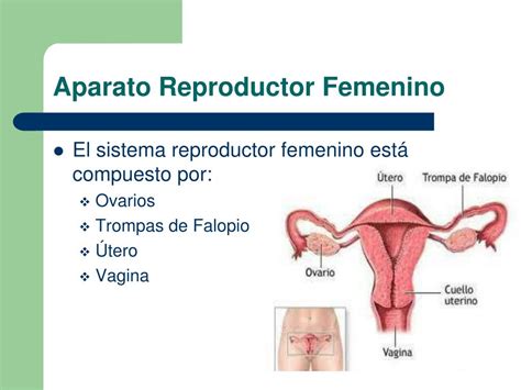 Ppt Anatomia Aparato Reproductor Femenino Dokumen Tips My Xxx Hot Girl