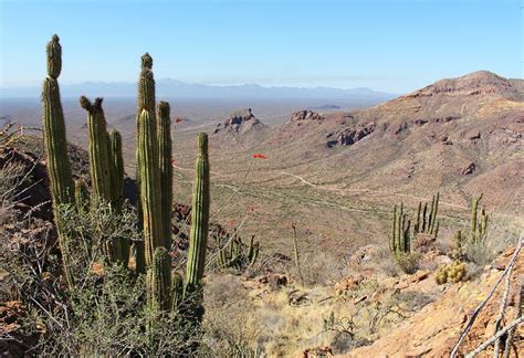 The species hardiest against drought in north america might be found in the this one is notoriously hard to keep as an indoor plant, it needs fullest, unrelenting sun, near freezing cold in. Arizona in Pictures: 14 Beautiful Places to Photograph ...
