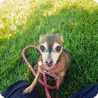 Residents should apply for a new license within 30 days of bringing a new pet home or moving to the city. Kansas City, MO - Miniature Pinscher/Chihuahua Mix. Meet ...