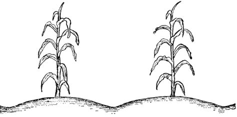 View 14 How To Draw A Corn Plant Step By Step Beginquoterepublic