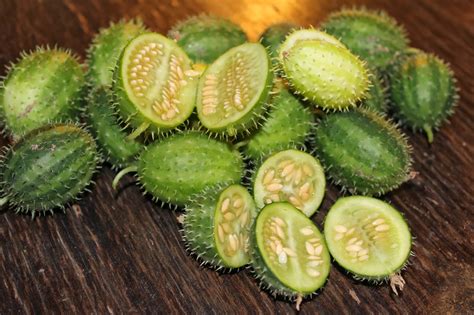 We source the finest products and tailor each order to your specific needs. Edible Tropicals: South African Spiny Cucumber