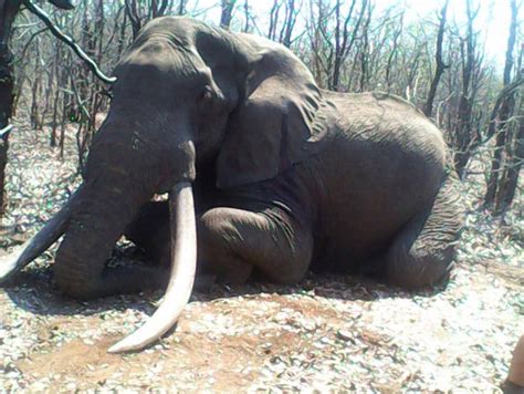 Zimbabwe Hunter Kills One Of The Biggest Elephants Ever Seen In The