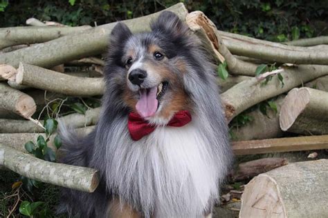 12 Things You Didnt Know About The Miniature Collie Your Dog Advisor