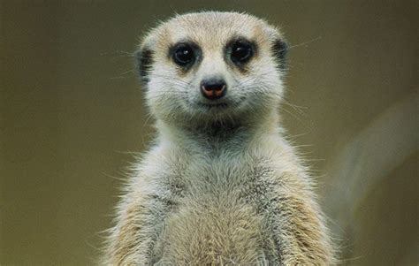 Meerkat Facts National Geographic Kids