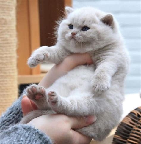 Chubby Cats — I Am A Peddler Of Chubby Cat Pics Pray Show Me Cute