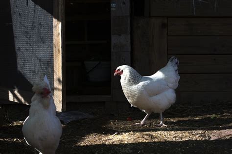 Urban Farming Chickens Rule The Roost In Many St Louis Backyards Stlpr