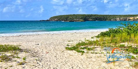The Amazing Beaches Of Vieques One Of The Islands Of Puerto Rico Vieques