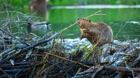 indiana cracks down on destructive beavers at preserve wttv cbs4indy