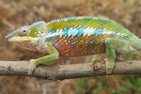 Photos Colorful Panther Chameleon Is 11 Distinct Species Live Science