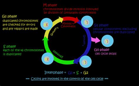 One near the end positive regulator molecules allow the cell cycle to advance to the next stage. Cell Division