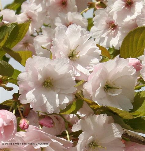 Ichiyo Japanese Flowering Cherry Plants Cherry Plant Plants