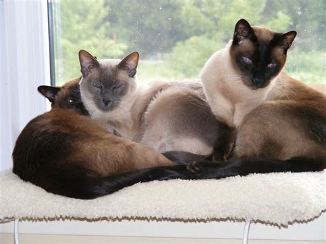 My 3 Siamese Cats Sammaxand Theo Chocolate Point Seal Point And Red