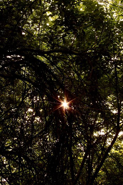Sun Shining Through The Trees Smithsonian Photo Contest Smithsonian