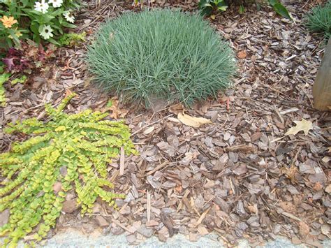 Oak leaves seem to be surrounded by myth and misinformation when it comes to their role in mulch. Leaves/Needles - Don't Acidify Soil | Walter Reeves: The ...