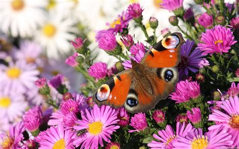 Beautiful Butterfly With Flowers Hd Wallpapers Free For