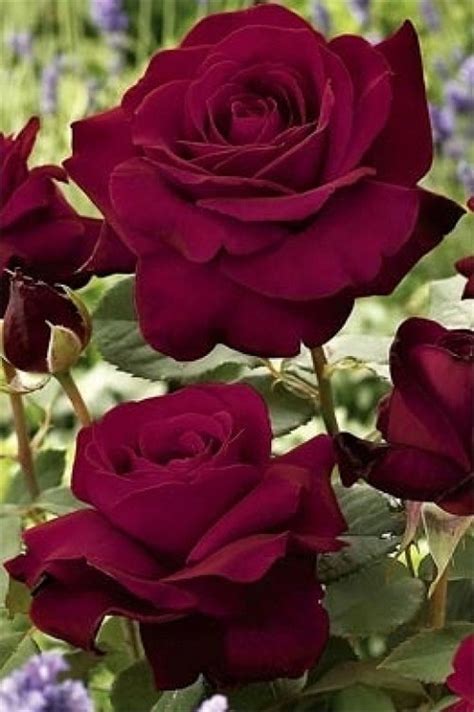 10 Most Beautiful Roses