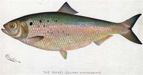 Shad Season in Connecticut | Events, Dining, Recipes