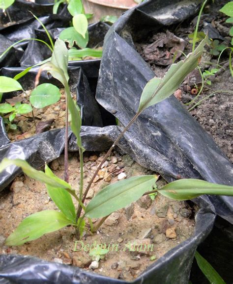 Kunyit hitam asli tanaman herbal langka yang bermanfaat mencegah kanker, keluhan jantung & strok, anti inflamasi dan mengobati peradangan organ tubuh. Dedaun Alam: Kunyit Hitam Asli