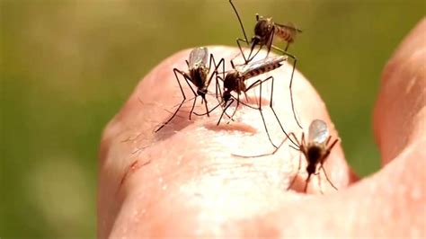 New Uw Research Zeroes In On Why Mosquitoes Are So Attracted To Human