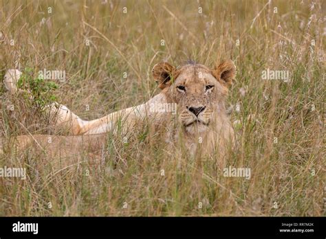Lion Sitting The Grasslands Of The Masai Mara Kenya Africa Stock