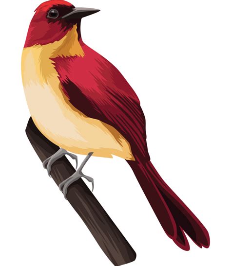 Cute Red Bird In Branch 24089031 Png
