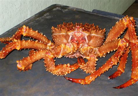 Live King Crab Om Seafood Company