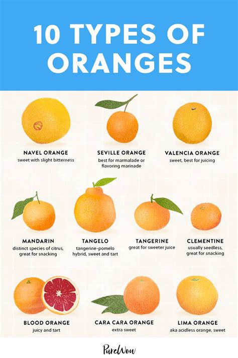 Types Of Oranges Artofit