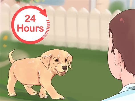 How To Give Puppy Shots At Home Expert Tips