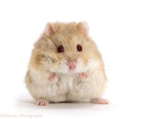 This is when your hamster's eyelids are turned inward and is commonly seen in dwarf hamsters & syrian hamsters. Dwarf Siberian Hamster photo WP17276