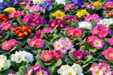 Primrose Flower Meaning Symbolism And Colors Pansy Maiden
