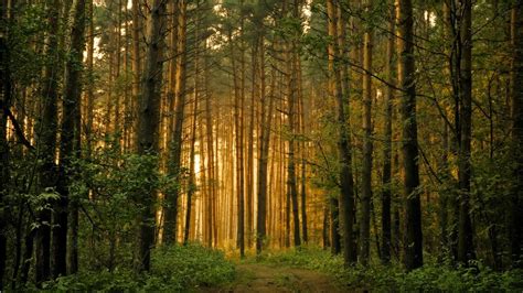 Hd Wallpapers 1080p Forest Nice Pics Gallery