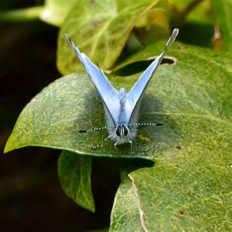 Female Holly Blue Butterfly Celastrina Argiolus Flickr