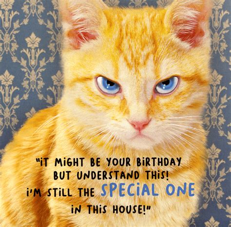 Great savings & free delivery / collection on many items. Funny card - Your birthday but cat still special one ...