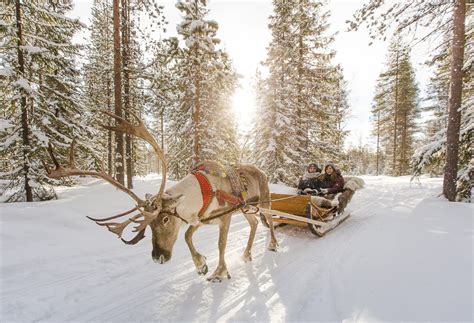 reindeer rides in santa claus village in rovaniemi in lapland rovaniemi santa claus village