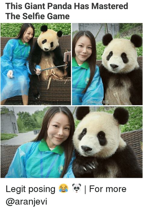 This Giant Panda Has Mastered The Selfie Game Legit Posing 🐼 For