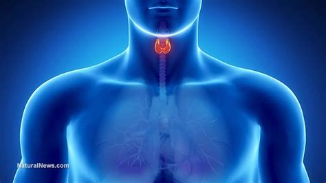 Swollen Thyroid Thyroid Health Low Thyroid Underactive Thyroid