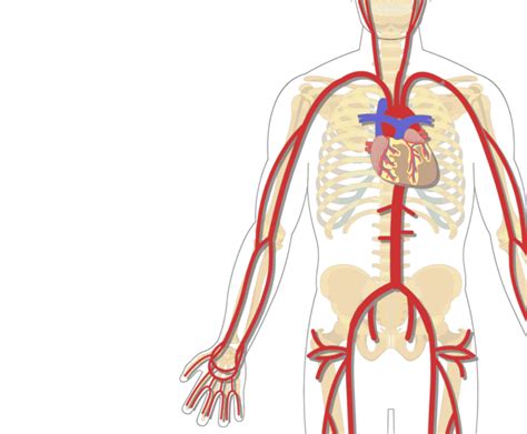 A) schematic diagram of the carotid arteries with the three planes, p. Major Systemic Arteries