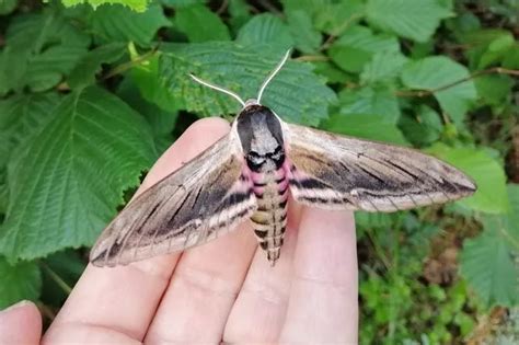 Uks Largest Moth Found On Dartmoor This Morning Devon Live