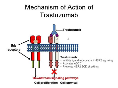 Tdm Trastuzumab Emtansine Preclinical And Early Clinical