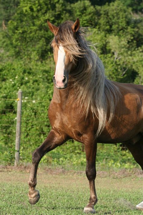 Paso Fino Horses Beautiful Horses Horse Breeds